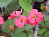 Epine du Christ, Euphorbia milii Des Moul. (fam. Euphorbiacees) (Parc de la tete d'or) (5) (Photo F. Mrugala)